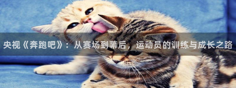 咪咕视频官站：央视《奔跑吧》：从赛场到幕后，运动员的训练与成长之路