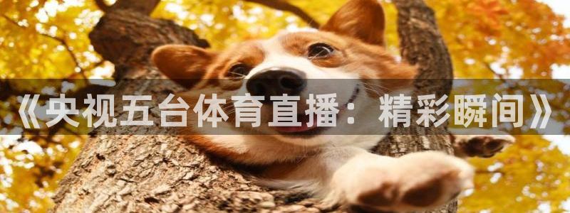 免费看咪咕直播：《央视五台体育直播：精彩瞬间》